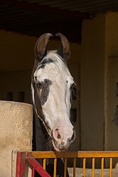 Marwari Portrait