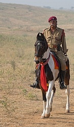 Bonnie of Dundlod Marwaris