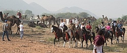 Riding Through The Pushkar Camel Fair
