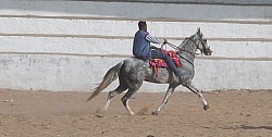 The Camel Festival in Pushkar