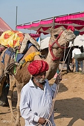 The Camel Festival in Pushkar