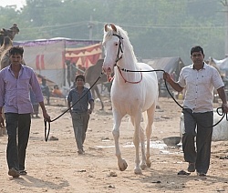 The Camel Festival in Pushkar