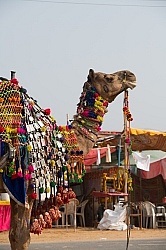 The Camel Festival in Pushkar