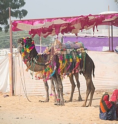 The Camel Festival in Pushkar
