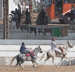 The Camel Festival in Pushkar