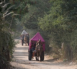 The Camel Festival in Pushkar
