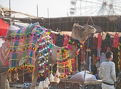The Camel Festival in Pushkar