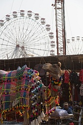 The Camel Festival in Pushkar