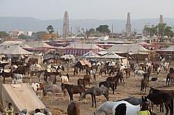 The Camel Festival in Pushkar