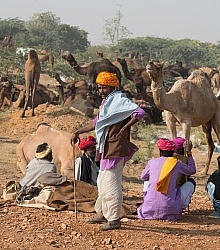 The Camel Festival in Pushkar