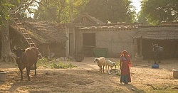 The Countryside in India