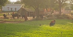 The Countryside in India