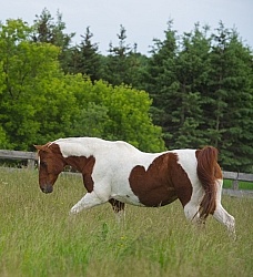 Senior Horse