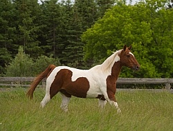 Senior Horse