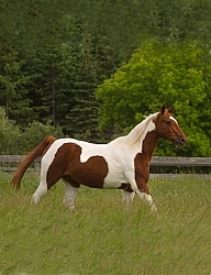 Senior Horse