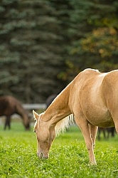 Grazing Separate From the Herd