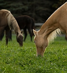 Grazing Separate From the Herd