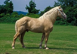 American Cream Draft