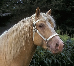 American Cream Draft