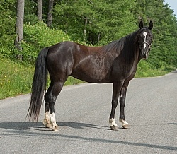 Tennessee Walker Conformation