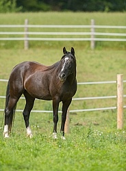 Tennessee Walker Conformation