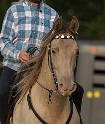 Tennessee Walker Portrait