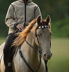 Tennessee Walker Portrait