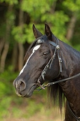 Tennessee Walker Portrait