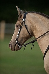 Tennessee Walker Portrait
