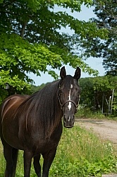 Tennessee Walker Portrait