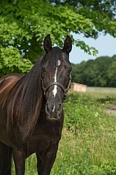 Tennessee Walker Portrait