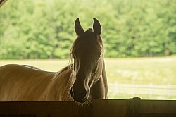 Tennessee Walker Portrait