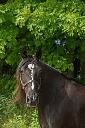Tennessee Walker Portrait
