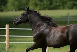 Tennessee Walker Portrait