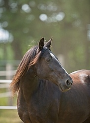 Tennessee Walker Portrait