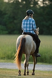 Tennessee Walker Under Saddle