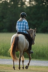 Tennessee Walker Under Saddle