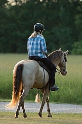 Tennessee Walker Under Saddle