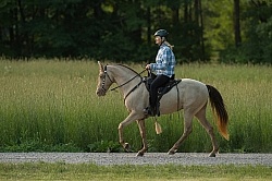 Tennessee Walker Under Saddle