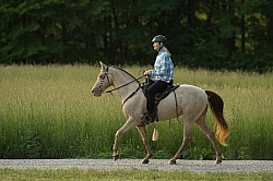 Tennessee Walker Under Saddle