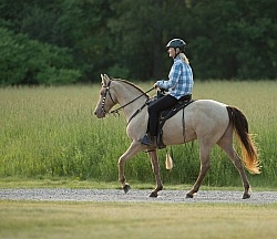 Tennessee Walker Under Saddle