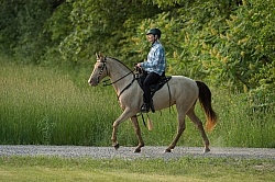 Tennessee Walker Under Saddle