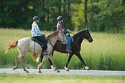 Tennessee Walker Under Saddle
