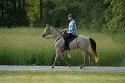 Tennessee Walker Under Saddle