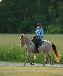 Tennessee Walker Under Saddle