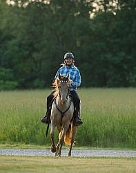 Tennessee Walker Under Saddle