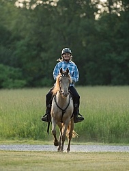 Tennessee Walker Under Saddle