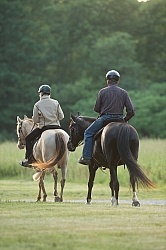 Tennessee Walker Under Saddle