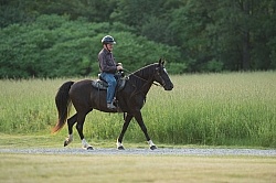 Tennessee Walker Under Saddle