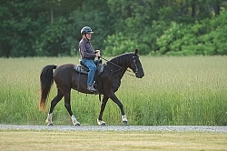 Tennessee Walker Under Saddle